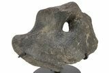 Hadrosaur (Hypacrosaurus) Coracoid Bone w/ Metal Stand - Montana #227708-1